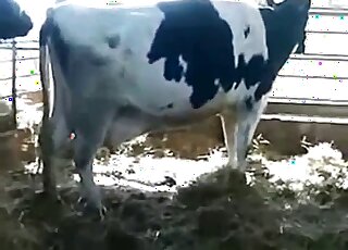 Bull